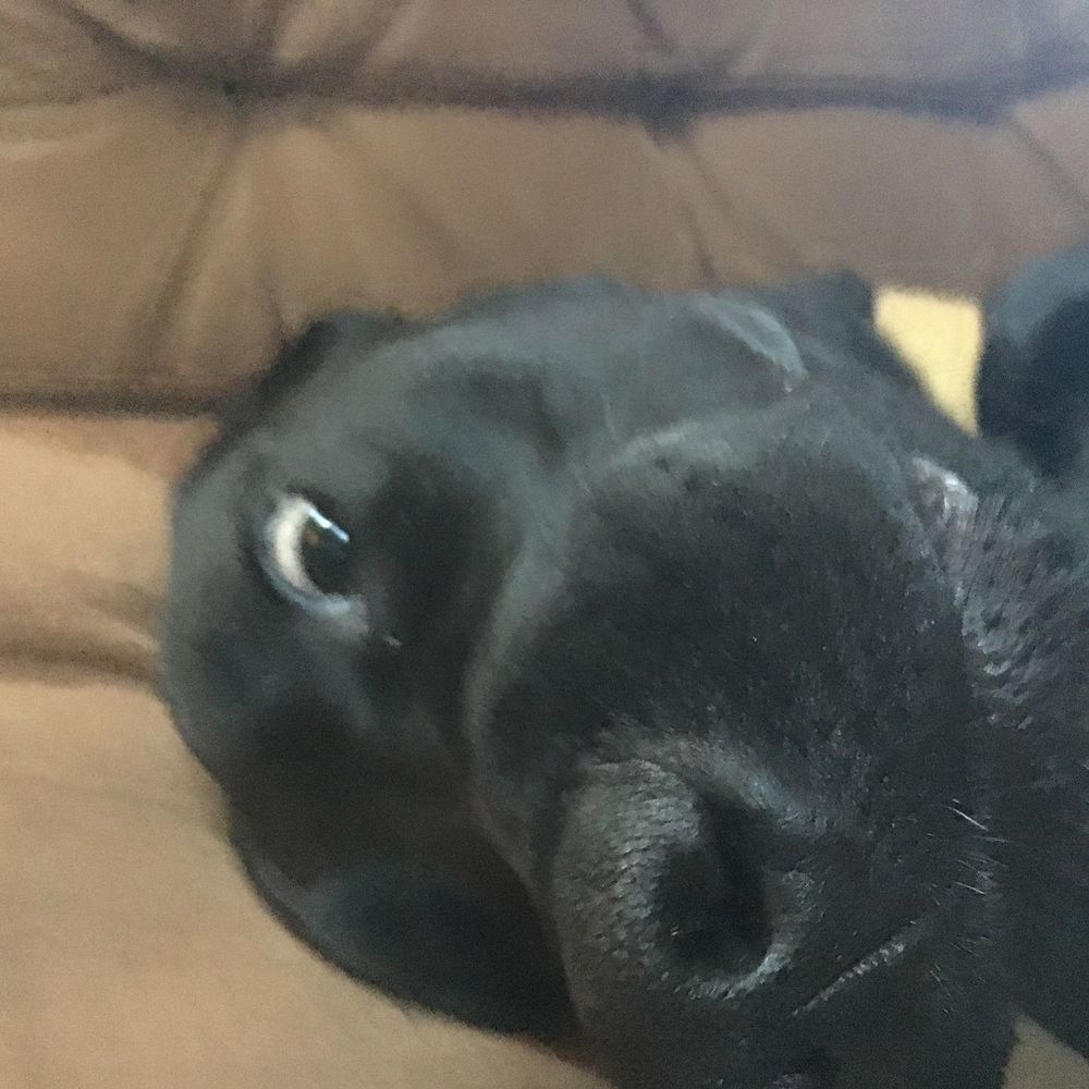 Meet your Posher, Brock